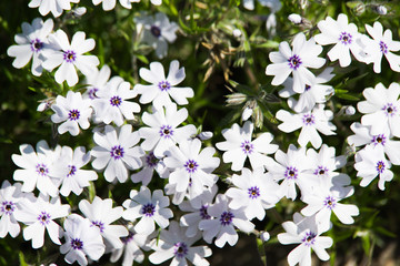 Obraz na płótnie Canvas white purple and blue Phlox subulata