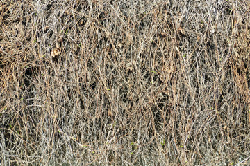 Dry branches background