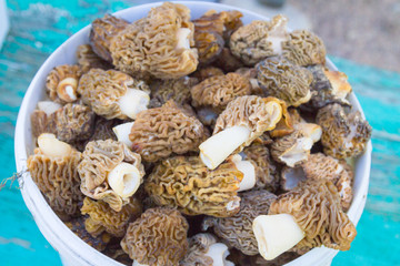 Collected Morel mushrooms in a white bucket