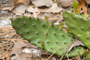 Prickly pear cactus ready to bloom