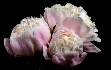 Pink peonies against a black background