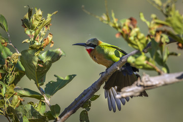 White fronted Bee eater in Kruger National park, South Africa