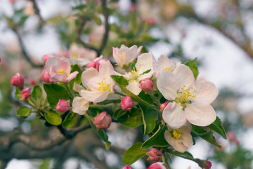  blossoming twig apple tree on a sky background