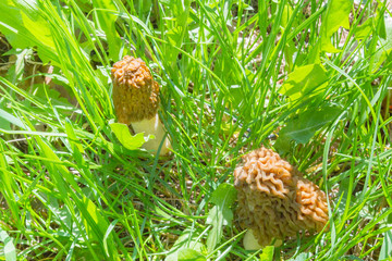 Naklejka na ściany i meble Mushrooms morels grow in the forest on the green grass