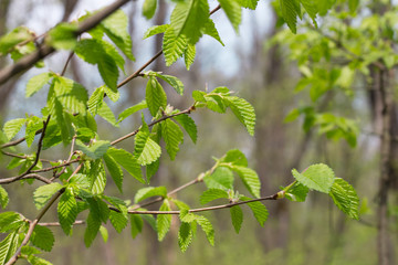 the first green leaves of a tree in the spring in the forest