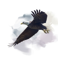 american bald eagle watercolor