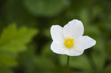 Одинокий нежный белый цветок в зеленой траве