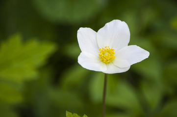 Одинокий нежный белый цветок в зеленой траве