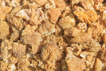 Lots of fresh picked Morel mushrooms in spring