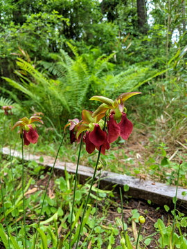 Pitcher plant flowers