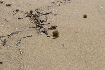 Plant fibers fused to seaballs from the dead parts of Neptune grass on the natural beach of Rimigliano in Italy