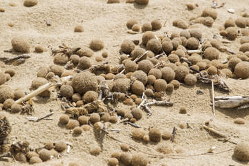 Plant fibers fused to seaballs from the dead parts of Neptune grass on the natural beach of Rimigliano in Italy
