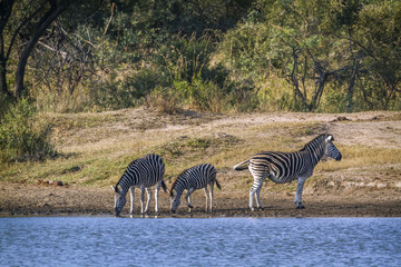 Fototapeta premium Plains zebra in Kruger National park, South Africa