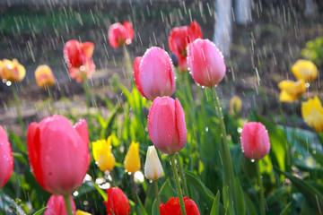 Beautiful tulips in the garden in the morning dew. 