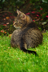 Katze im Gras, Rückansicht