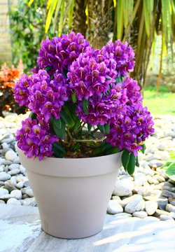 Rhododendron Violet En Pot,belle Floraison !!