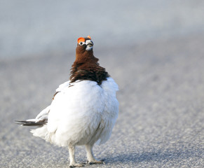 Willow Ptarmigan in the norwegian tundra.Tromso