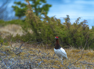 Willow Ptarmigan in the norwegian tundra.Tromso