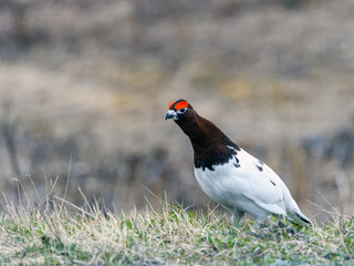 Willow Ptarmigan in the norwegian tundra.Tromso