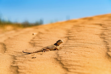 Spotted toad-headed Agama on sand close