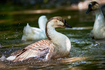 Chinese goose close-up, goose family
