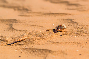 Spotted toad-headed Agama on sand close