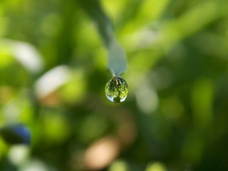 rain drops on the grass
