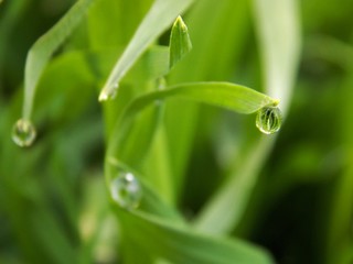 rain drops on the grass

