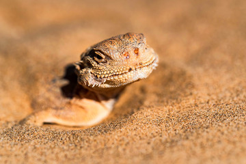 Spotted toad-headed Agama buried in sand close