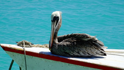 Pelican of Bonaire
