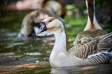 Chinese goose close-up, goose family