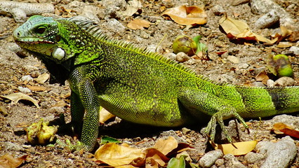 Leguan auf Curaçao
