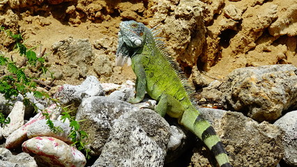 Leguan auf Curaçao