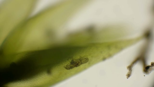 the most enduring organism on the planet is the slow-moving, under a microscope