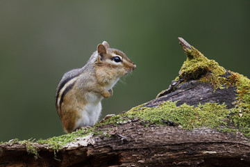 Naklejka na ściany i meble Eastern Chipmunk standing on a mossy log with its cheep pouches full of food