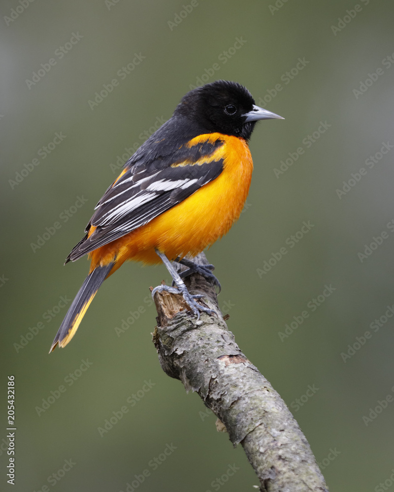 Wall mural Male Baltimore Oriole perched on a tree branch - Ontario, Canada