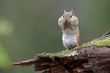 Foto op Plexiglas Eekhoorn Eastern Chipmunk staat op een bemoste boomstam met zijn goedkope zakjes vol voedsel