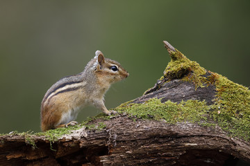 Naklejka na ściany i meble Eastern Chipmunk sitting on a moss-covered log - Ontario, Canada