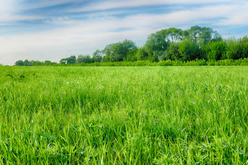 Green grass and blue sky