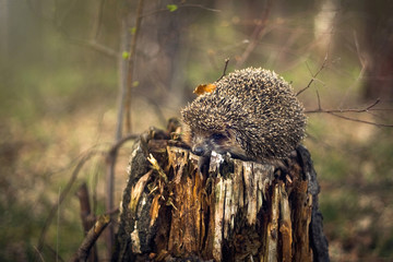 hedgehog