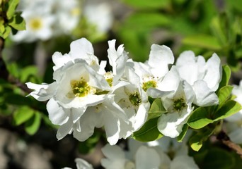 White Cherry Blossom