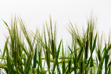 Beautiful photo of green wheat with bokeh - shallow depth of field. Isolated on white background.