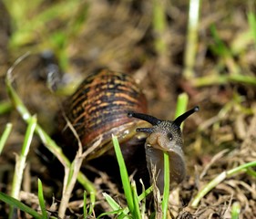 European Brown Garden Snail