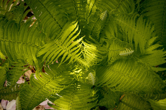 fern leafs