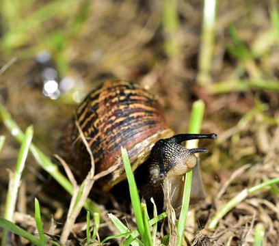 European Brown Garden Snail