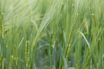 Beautiful photo of green wheat field with bokeh - shallow depth of field