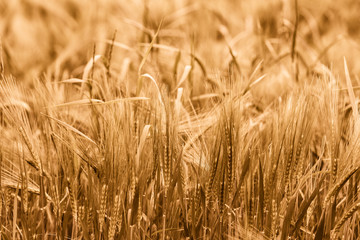 Beautiful photo of golden, fully ripe wheat with shallow depth of field