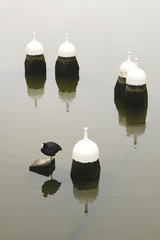 Blässhuhn und Dalben