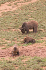 bear family looking for food