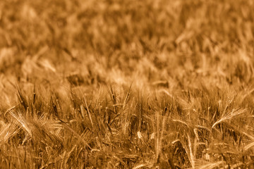 Beautiful photo of golden, fully ripe wheat with shallow depth of field